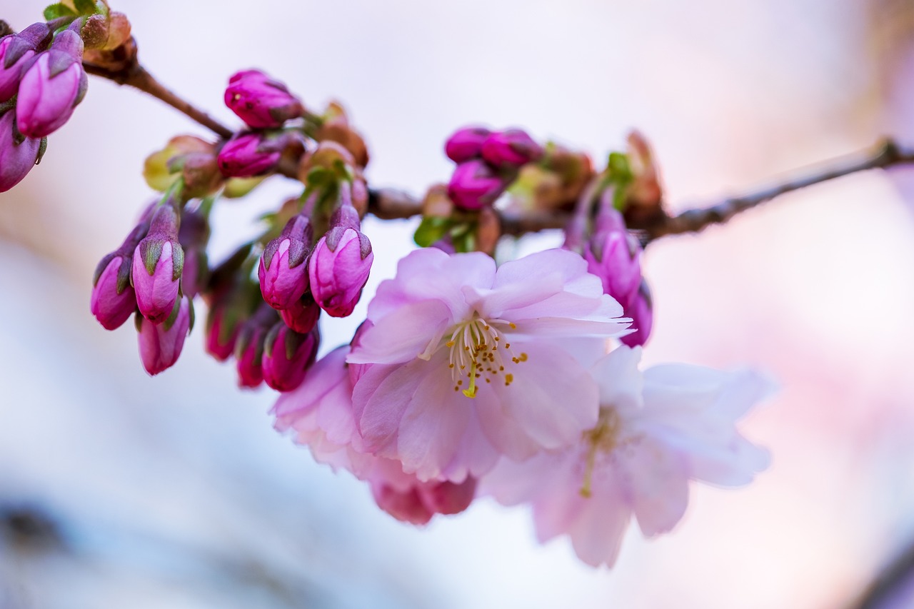 Exploring Japan's Cherry Blossom Festivals